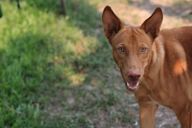 Portrait of dog standing on field