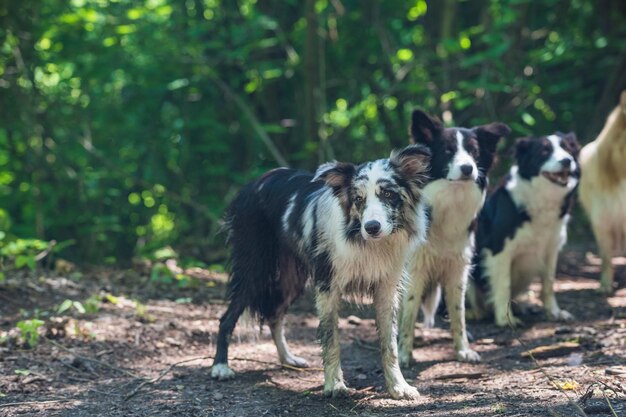 Photo portrait of dog standing on field