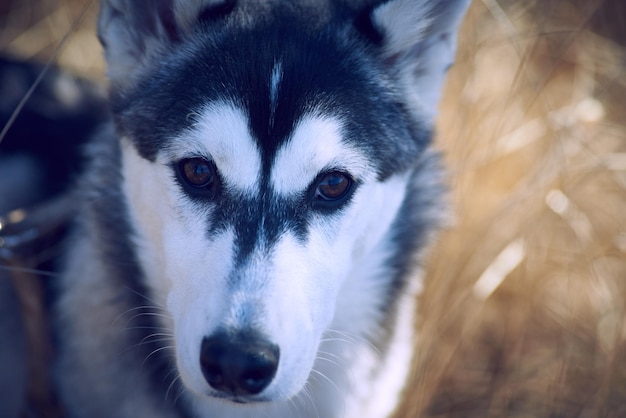 portrait of dog standing on field