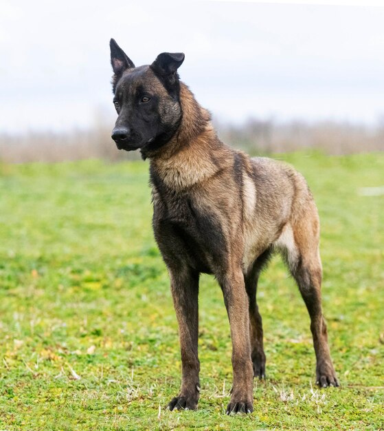 Foto ritratto di un cane in piedi sul campo