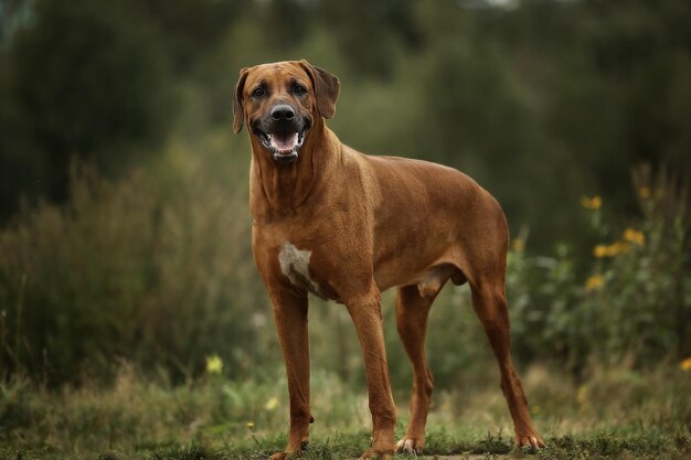 Portrait of dog standing on field