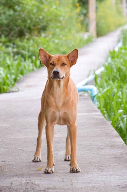 公園の歩道に立っている犬の肖像画