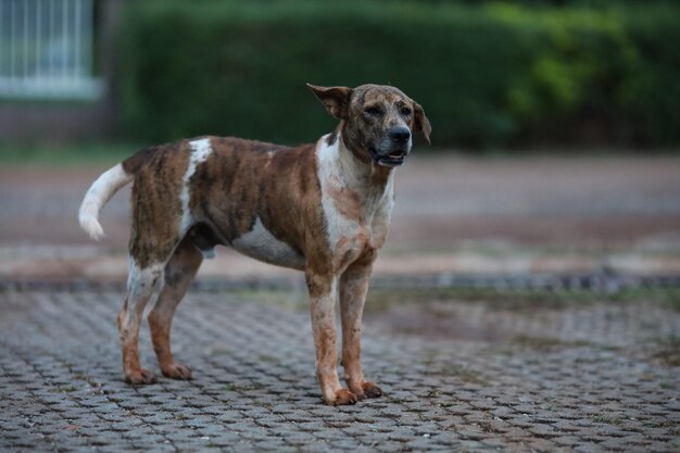 Foto ritratto di un cane in piedi sul sentiero