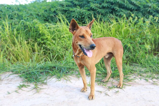 Foto ritratto di un cane in piedi sull'erba