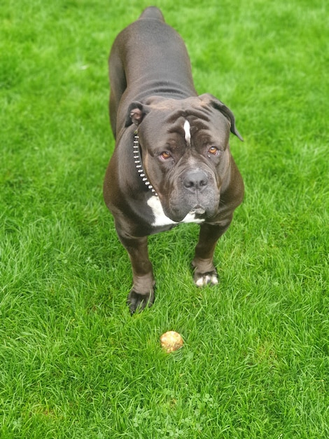 Photo portrait of dog standing on grass