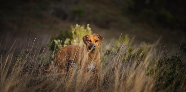 Foto ritratto di un cane in piedi su un campo erboso