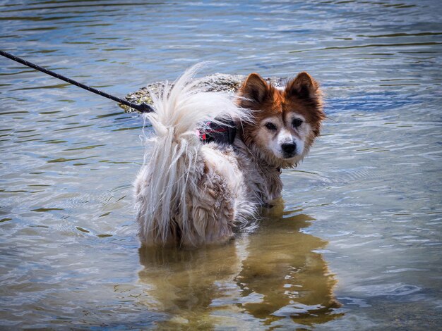 Photo portrait of dog standing in lake
