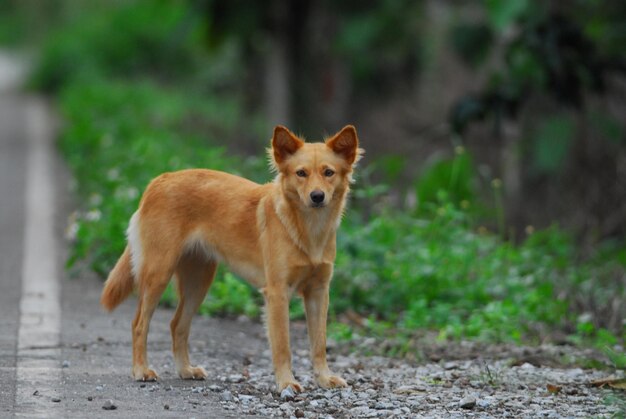 Portrait of dog standing on land