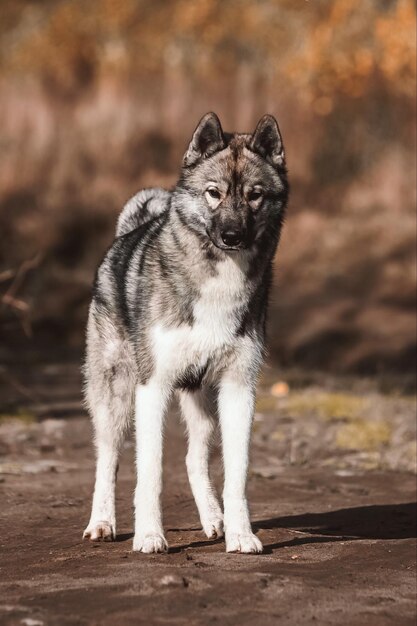 Foto ritratto di un cane in piedi a terra