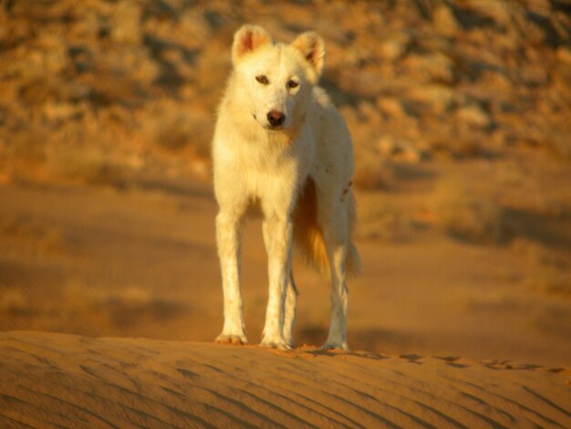 Photo portrait of dog standing outdoors