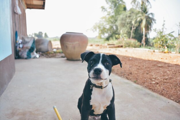 Photo portrait of dog standing outdoors