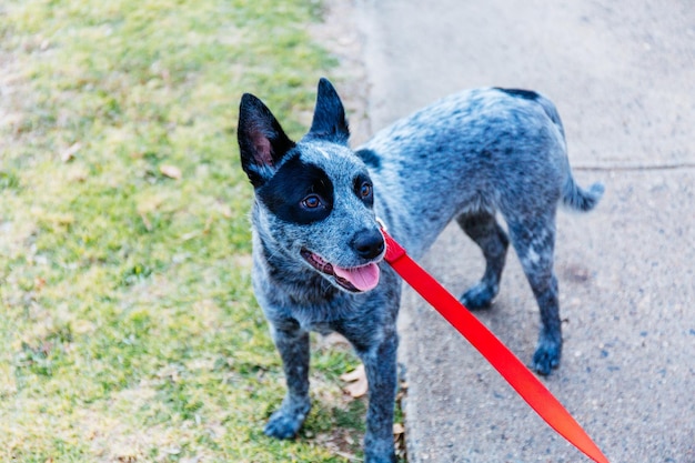 Portrait of dog standing outdoors