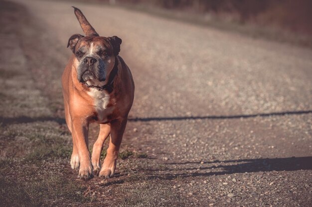 外で立っている犬の肖像画