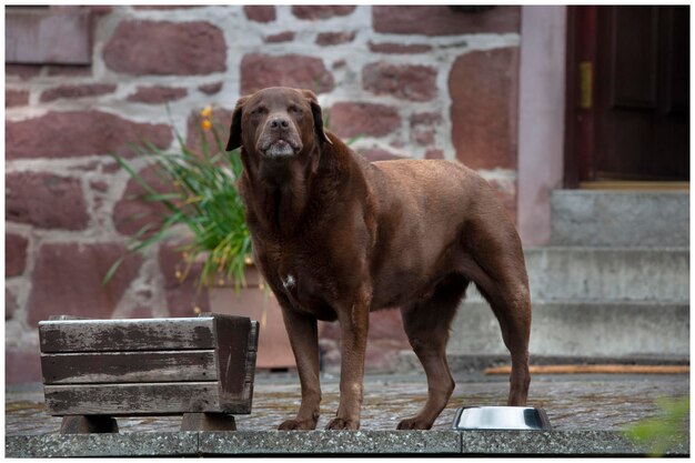 外で立っている犬の肖像画