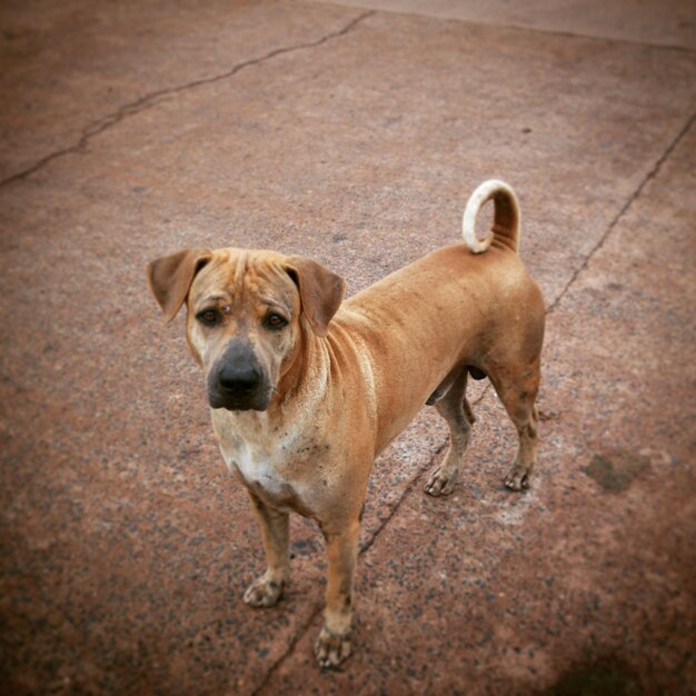 Portrait of dog standing outdoors