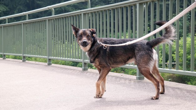 Photo portrait of dog standing on railing