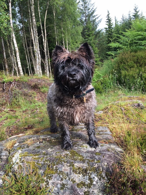 Foto ritratto di un cane in piedi su una roccia nella foresta