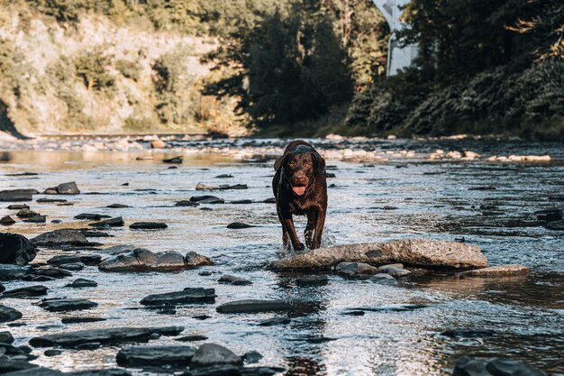 Photo portrait of dog standing on rock