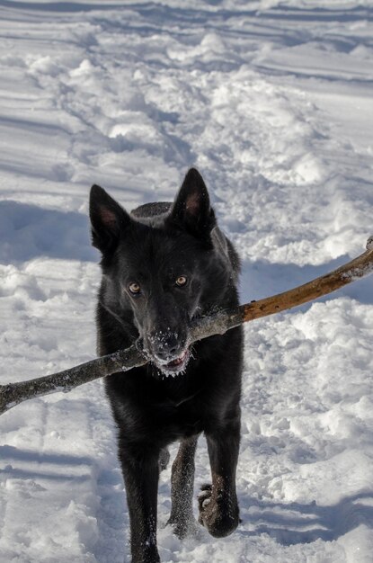 Portrait of dog standing on snow field