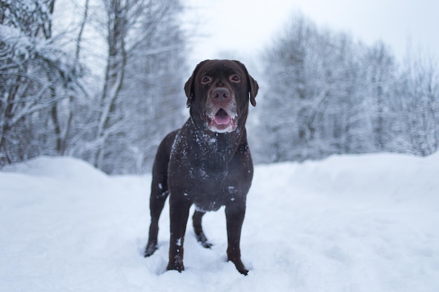 雪の上に立っている犬の肖像画