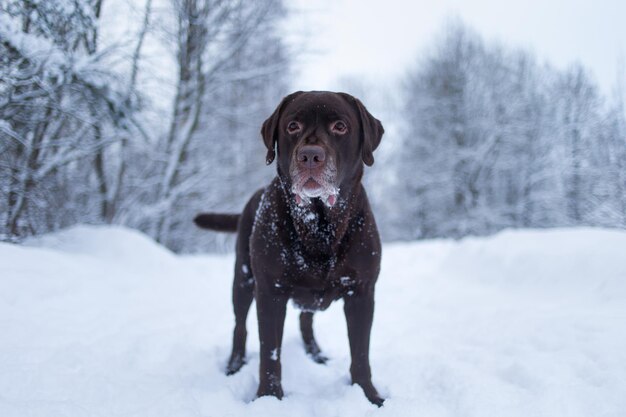 Foto ritratto di un cane in piedi sulla neve