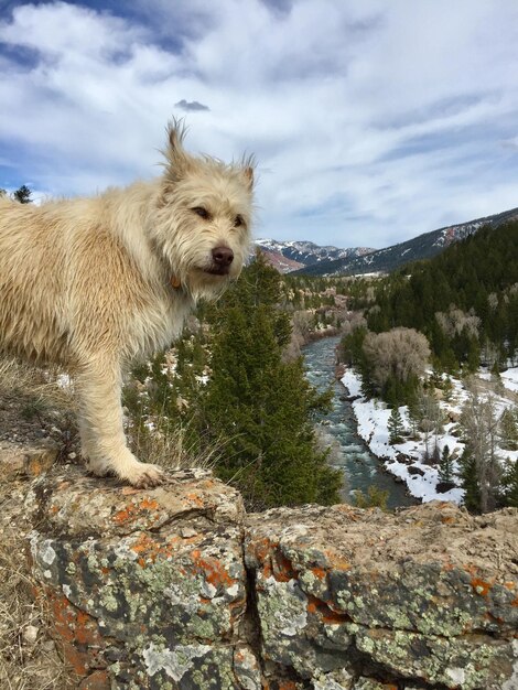 Foto ritratto di un cane in piedi su una parete di pietra contro il cielo