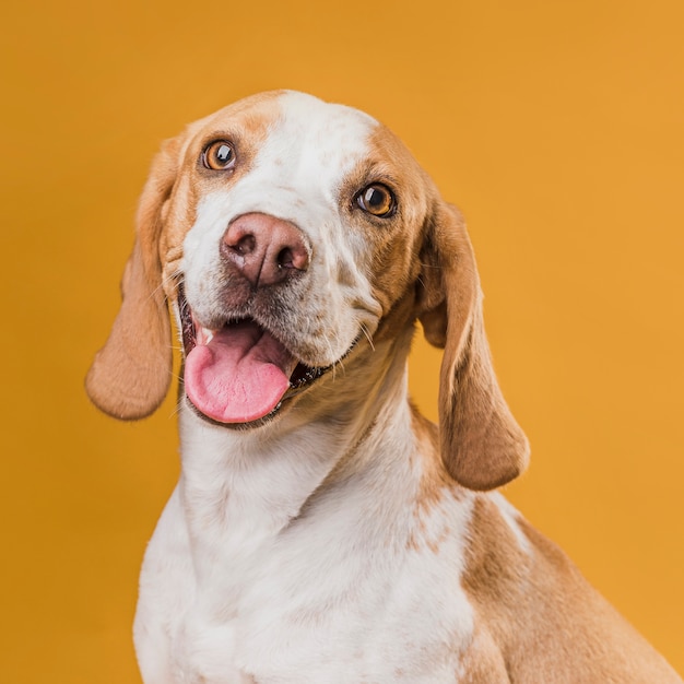 Foto ritratto del cane che attacca fuori la sua lingua