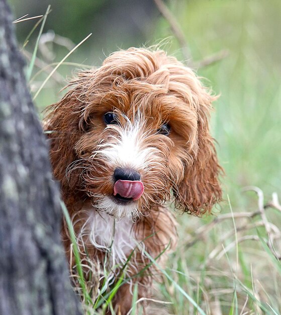 Portrait of dog sticking out tongue on field