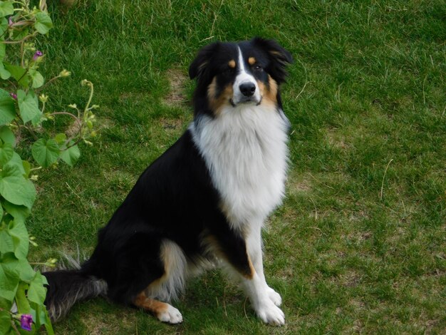 Foto ritratto di un cane che tira fuori la lingua sul campo