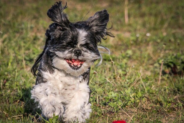 Photo portrait of dog sticking out tongue on field