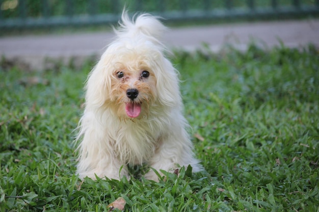 草原で舌を伸ばしている犬の肖像画