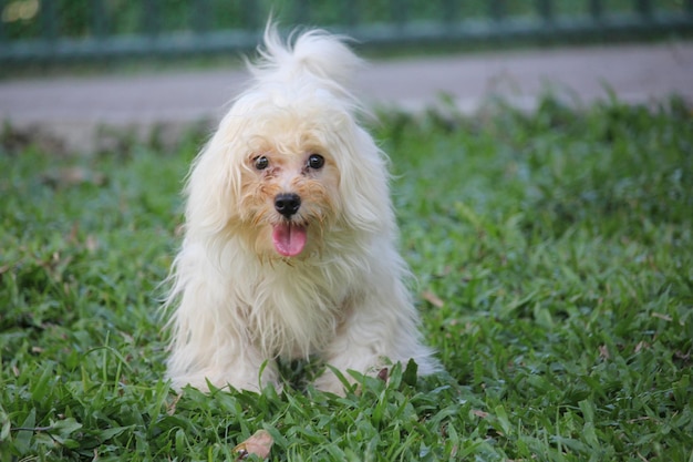 Foto ritratto di un cane che tira fuori la lingua su un campo erboso