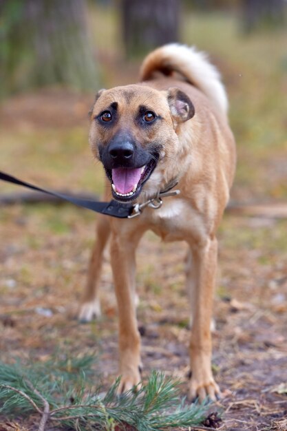 Photo portrait of dog sticking out tongue on land