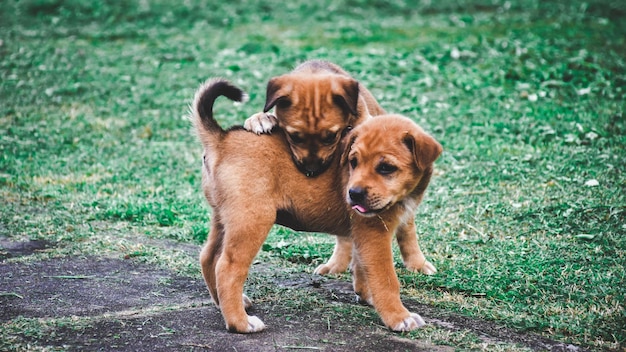 陸上で舌を伸ばしている犬の肖像画