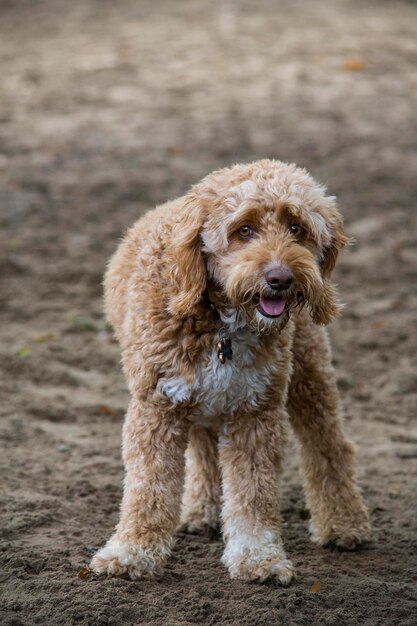 Foto ritratto di un cane che tira fuori la lingua sulla terraferma