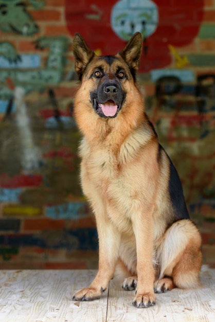 Foto ritratto di un cane che tira fuori la lingua seduto all'aperto