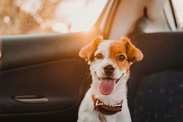 舌を突き出した犬の肖像画