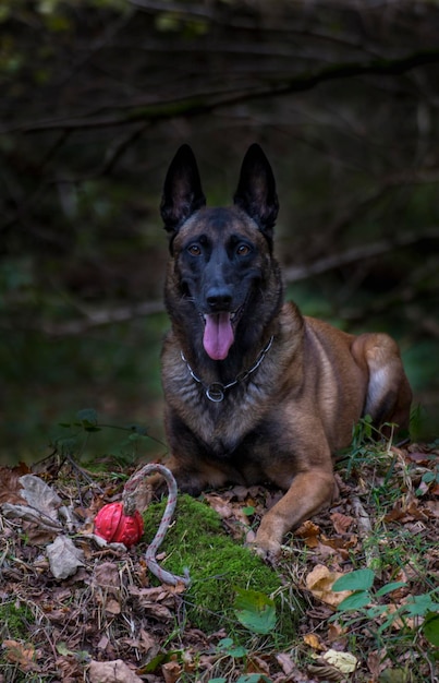 Foto ritratto di un cane che tira fuori la lingua