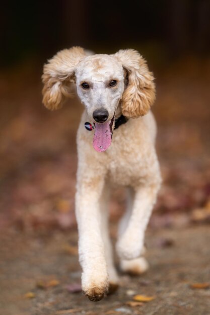 Foto ritratto di un cane che tira fuori la lingua