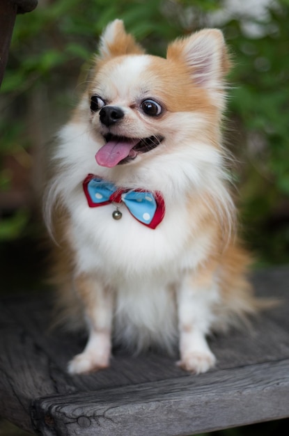 Foto ritratto di un cane che tira fuori la lingua