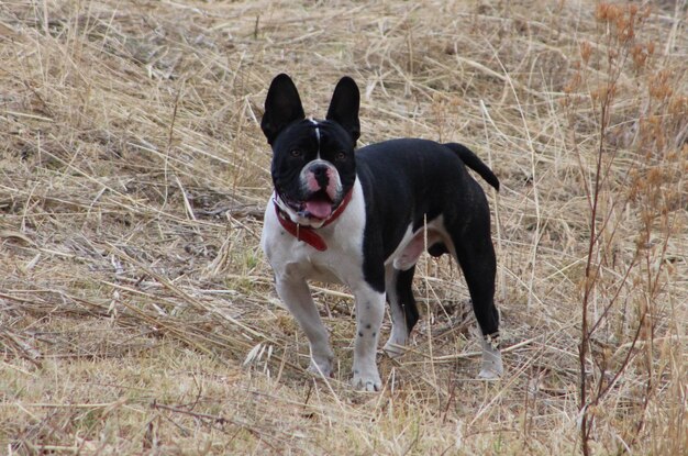 Photo portrait of dog sticking out tongue