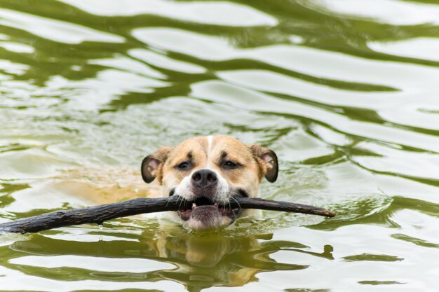 Foto ritratto di un cane che nuota nel lago