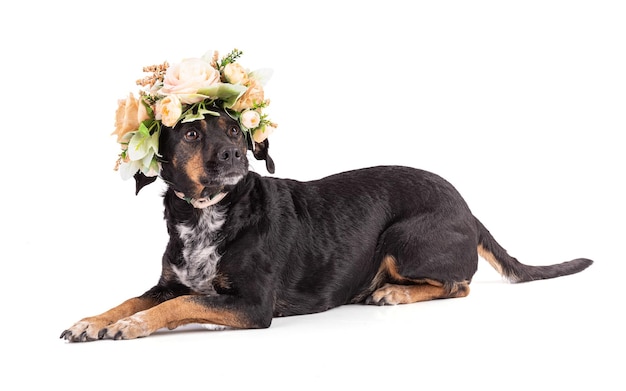 Ritratto di un cane tricolore bello con una corona di fiori su sfondo bianco