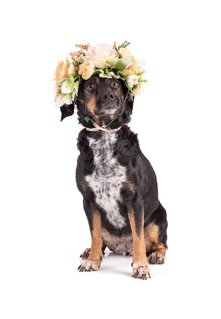 Portrait of a dog tri color nice with a flower crown on white background