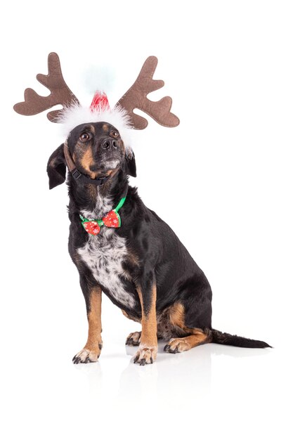 Portrait of a dog tri color with a reindeer hat at Christmas time