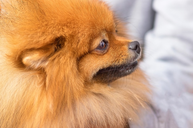 Portrait of a dog for a walk close up