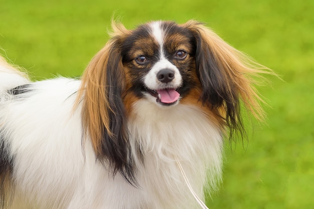 Portrait of a dog for a walkclose up