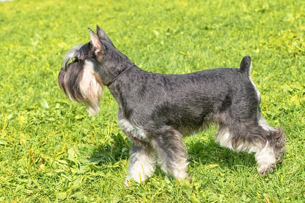 Portrait of a dog for a walkclose up