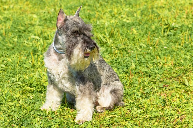 Portrait of a dog for a walkclose up