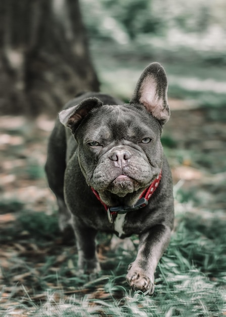 草の上を歩く犬の肖像画